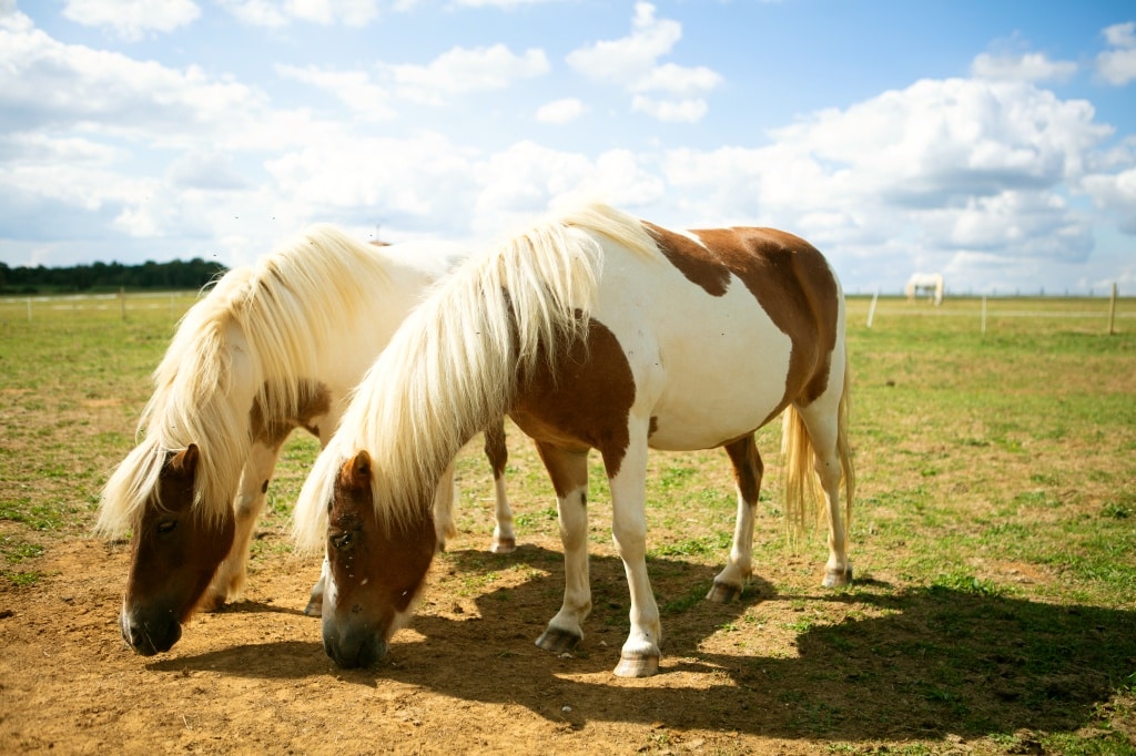 batch CHEVAUX LIEZ